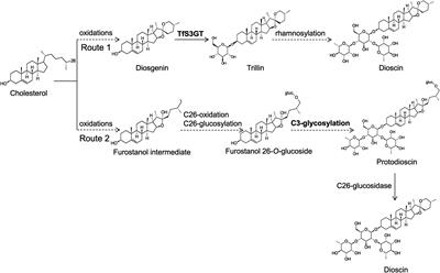 Molecular Cloning and Functional Characterization of a Sterol 3-O-Glucosyltransferase Involved in Biosynthesis of Steroidal Saponins in Trigonella foenum-graecum